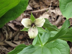 Trillium
