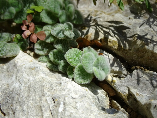 Dittany of Crete (Origanum dictamnus)