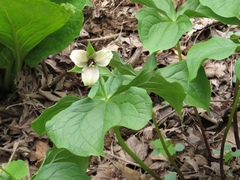 Trillium