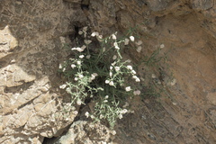 Plocama hymenostephana