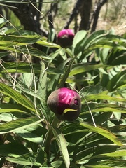 Paeonia officinalis