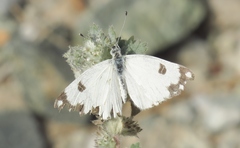 Pontia glauconome