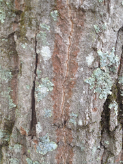 Trentepohlia umbrina