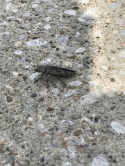 Texania campestris