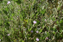 Malacothamnus foliosus