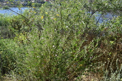 Malacothamnus foliosus
