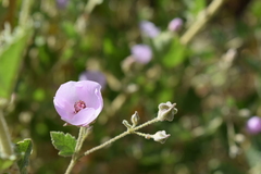 Malacothamnus foliosus