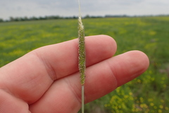 Alopecurus carolinianus