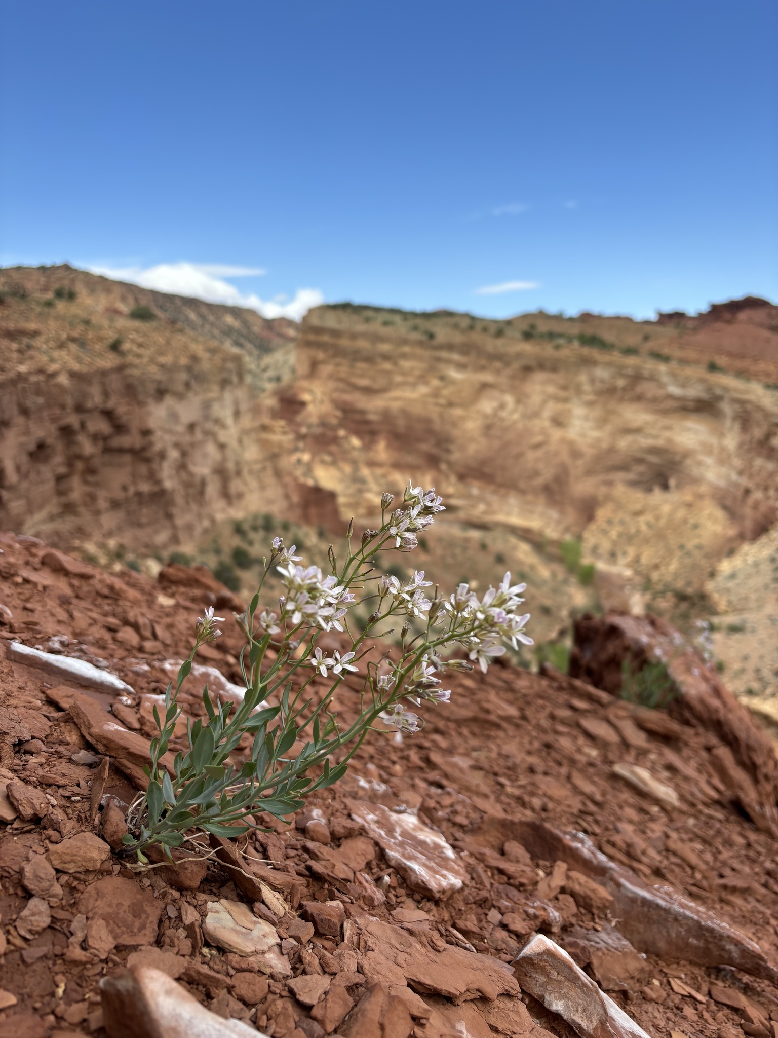Hesperidanthus barnebyi
