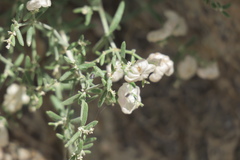 Plocama hymenostephana