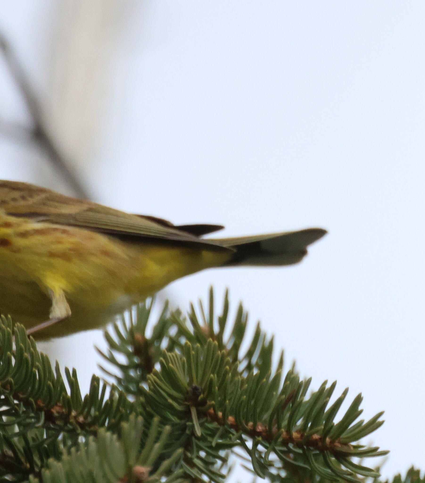Palm Warbler (Setophaga palmarum)