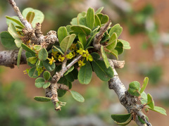 Rhamnus punctata