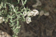 Plocama hymenostephana