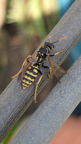 European Paper Wasp, Noordwijkerhout, Nederland, photo 9 of 10