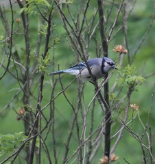 Cyanocitta cristata