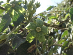 Gonolobus grandiflorus