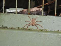 Heteropoda onoi