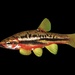 Mountain Redbelly Dace - Photo (c) Yinan Li, some rights reserved (CC BY-NC), uploaded by Yinan Li
