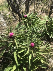 Paeonia officinalis