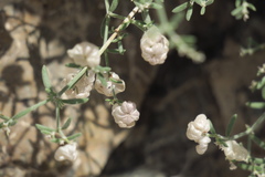 Plocama hymenostephana