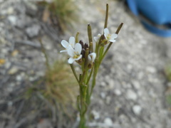 Arabis sagittata