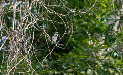 Notharchus hyperrhynchus image