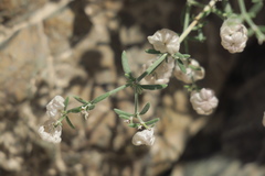 Plocama hymenostephana