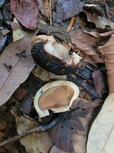 Foto de Seringueira