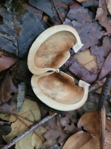 Foto de Seringueira