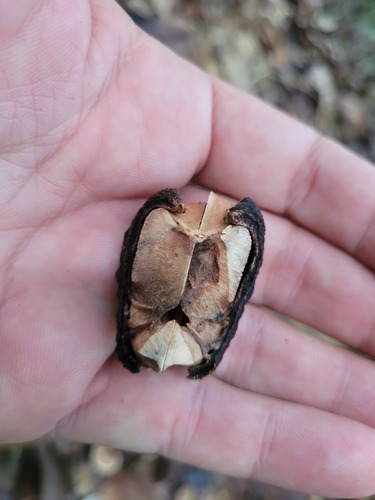 Foto de Seringueira