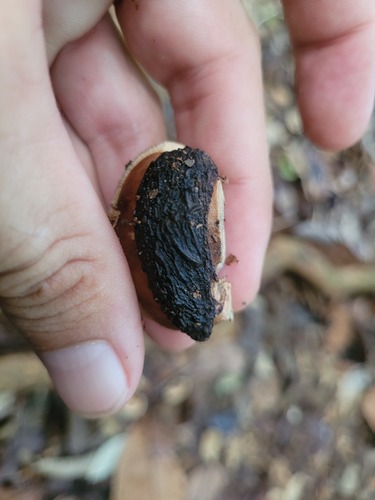 Foto de Seringueira