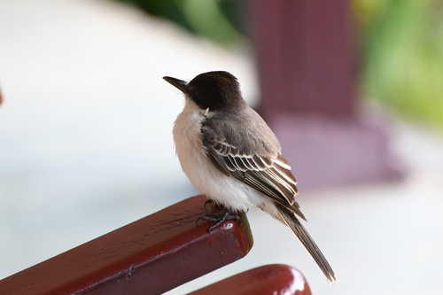 Loggerhead Kingbird