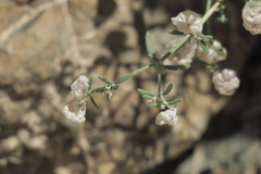 Plocama hymenostephana