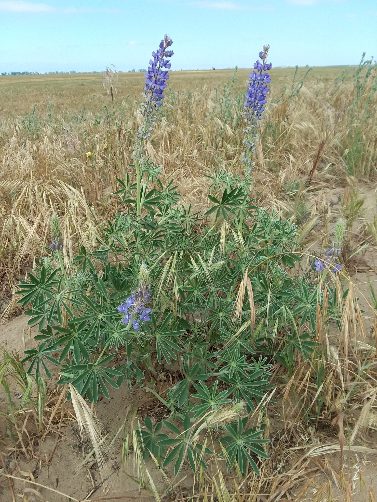 Lupinus formosus var. robustus