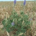Summer Lupine - Photo (c) Peggy, some rights reserved (CC BY-NC), uploaded by Peggy