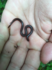 Carphophis amoenus amoenus