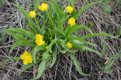 Ranunculus alismifolius