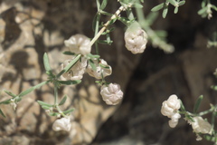 Plocama hymenostephana