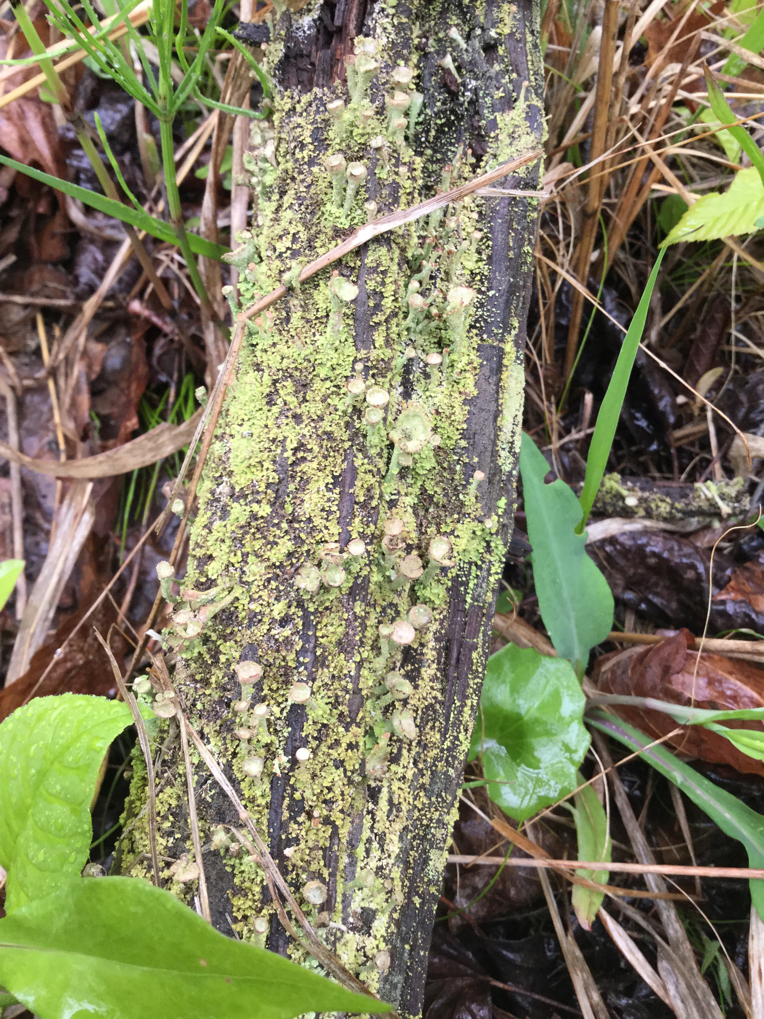 Cladonia pyxidata image