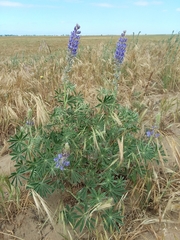 Lupinus formosus robustus