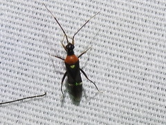 Pseudoxenetus regalis