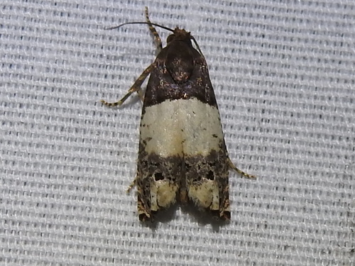 Goldenrod Gall Moth photo 3