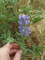 Lupinus formosus robustus