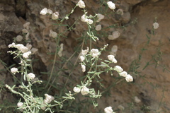 Plocama hymenostephana