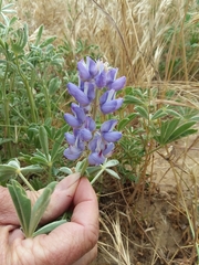 Lupinus formosus robustus