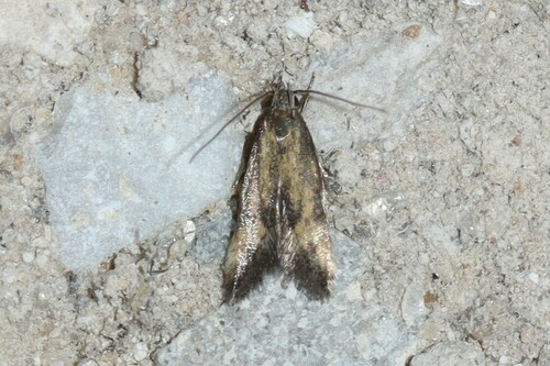 Triclonella bicoloripennis photo 4