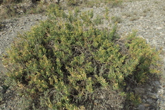 Rhazya stricta