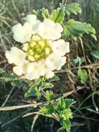 Image of Lantana achyranthifolia by (c) José Gerardo Velasco, some rights reserved (CC BY-SA)