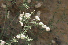 Plocama hymenostephana