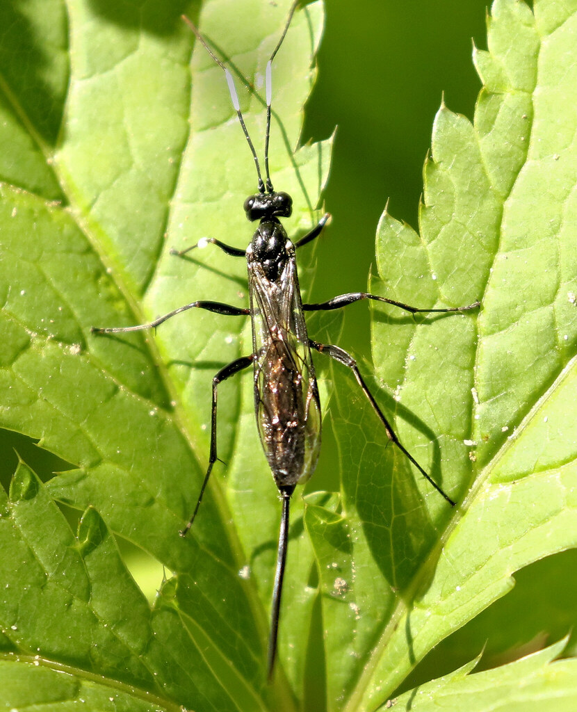 Ichneumonid Wasps from Laurel Run areas, TN, USA on April 28, 2024 at ...